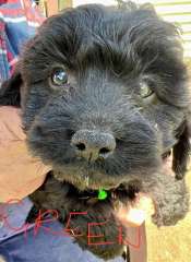 Cavoodle Puppies