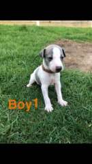 Whippet Puppies for sale