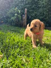 LAST Ethically bred DNA CLEAR toy cavoodle smooth short coat