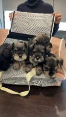 Miniature Schanuzer puppies are here!