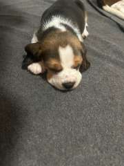 Beagle puppy 