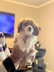 Cavalier King Charles Puppies