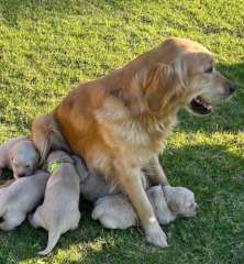 Beautiful Golden Retriever Puppies 