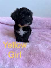 Female Long Haired Black and Tan Dachshund