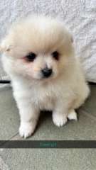 Pomeranian puppies