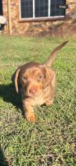 *PRICE REDUCED* Choc and Tan Female - Short Haired