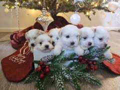 Maltese Shih Tzu Puppies