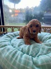 Happy, Healthy, Soft, and Cuddly Toy Cavoodle Puppies