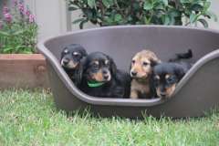Purebred Miniature Dachshund Puppies 