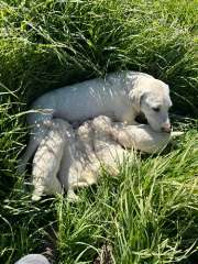 Gorgeous White Labradoodle Puppies - 1st Cross