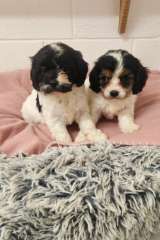 Cavoodle pups.   F1 male and female 