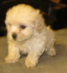 Maltese x small bit of poodle
