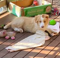 Pure Bred Border Collies