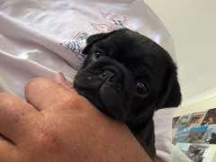 READY TO GO Pug - gentle black male pup