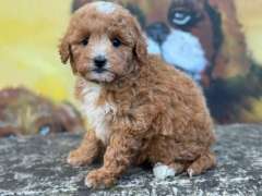 Toy/Mini Poodle Puppies for Sale