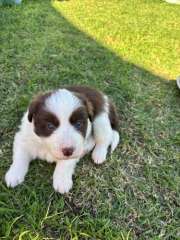 Border Collie puppies for Sale $1100
