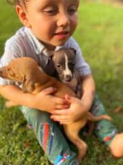 Beautiful registered Italian Greyhound puppies
