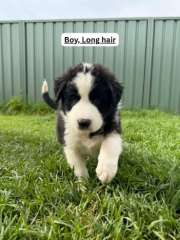 Border Collie Puppies