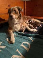 Australian shepherd puppies