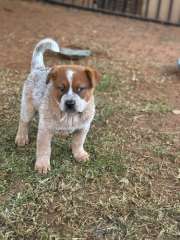 Australian Cattle Dog - Red &amp; Blue puppies