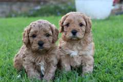 Gorgeous Cavoodle Puppies