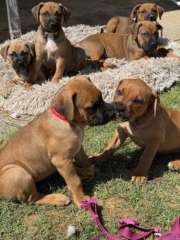 bullmastiff/ridgeback puppies