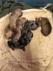 Dachshund minature short coat puppies ,Dapples and Sable 