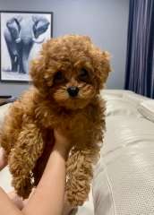 Beautiful Cavoodle Puppies