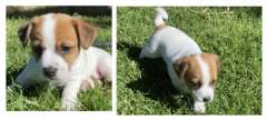 Jack Russell Puppies 