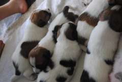 Jack Russell Puppies 5x