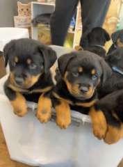 Rotti puppies for sale