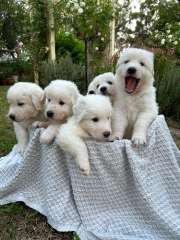 Purebred Maremma Puppies 