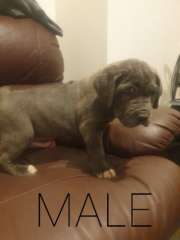 Neo Mastiff pups for sale