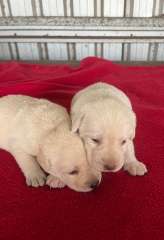 Pure bred Golden Labrador puppies