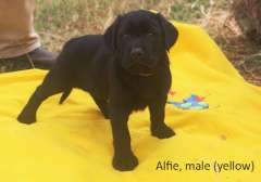 Purebred Black Labrador Pups - ALL SOLD
