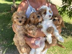 Gorgeous female Cavoodle puppies